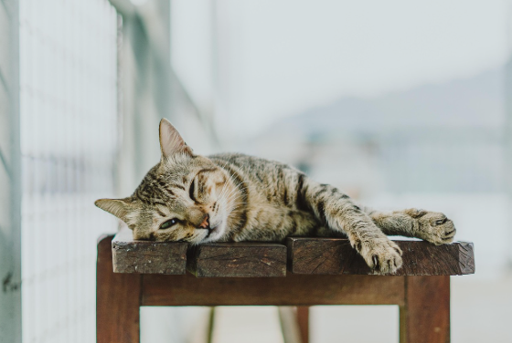 고양이의 낙원 일본 아이노시마와 아오시마