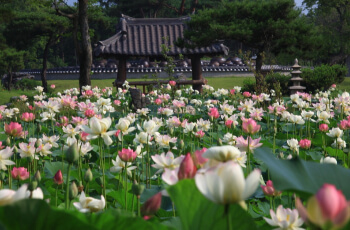세미원 연꽃축제 연꽃문화제_17