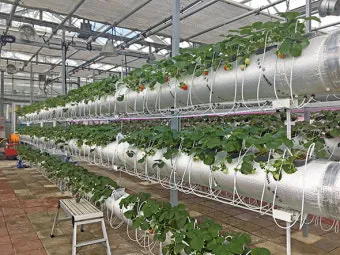 딸기 재배 런너 정리 보온 대책 하우스 관리_37