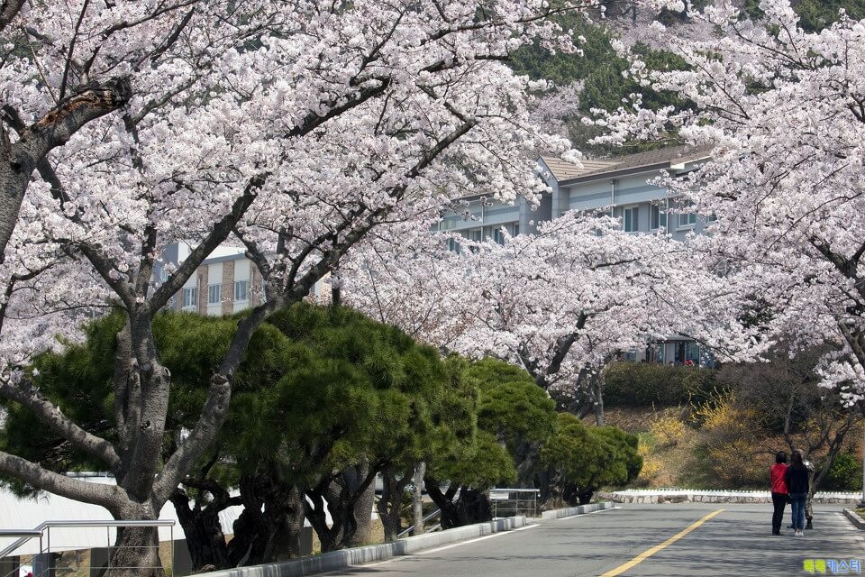 해군사관학교 