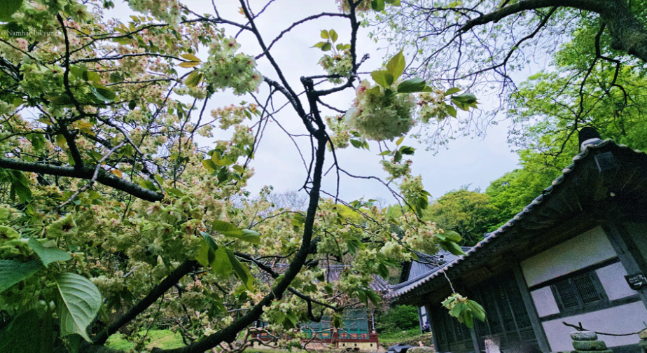 [4월 봄꽃 여행]서산 개심사 겹벚꽃&middot;청벚꽃 여행기❘벚꽃 개화 상황, 아직은 시작, 그러나 곧 절정