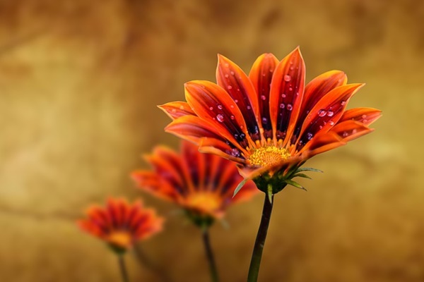 5060세대 안정적인 일자리 보장되는 국가자격증 아이돌봄사