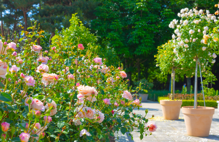 한국도로공사 전주수목원, 무료로 즐기는 6월의 장미 정원 산책