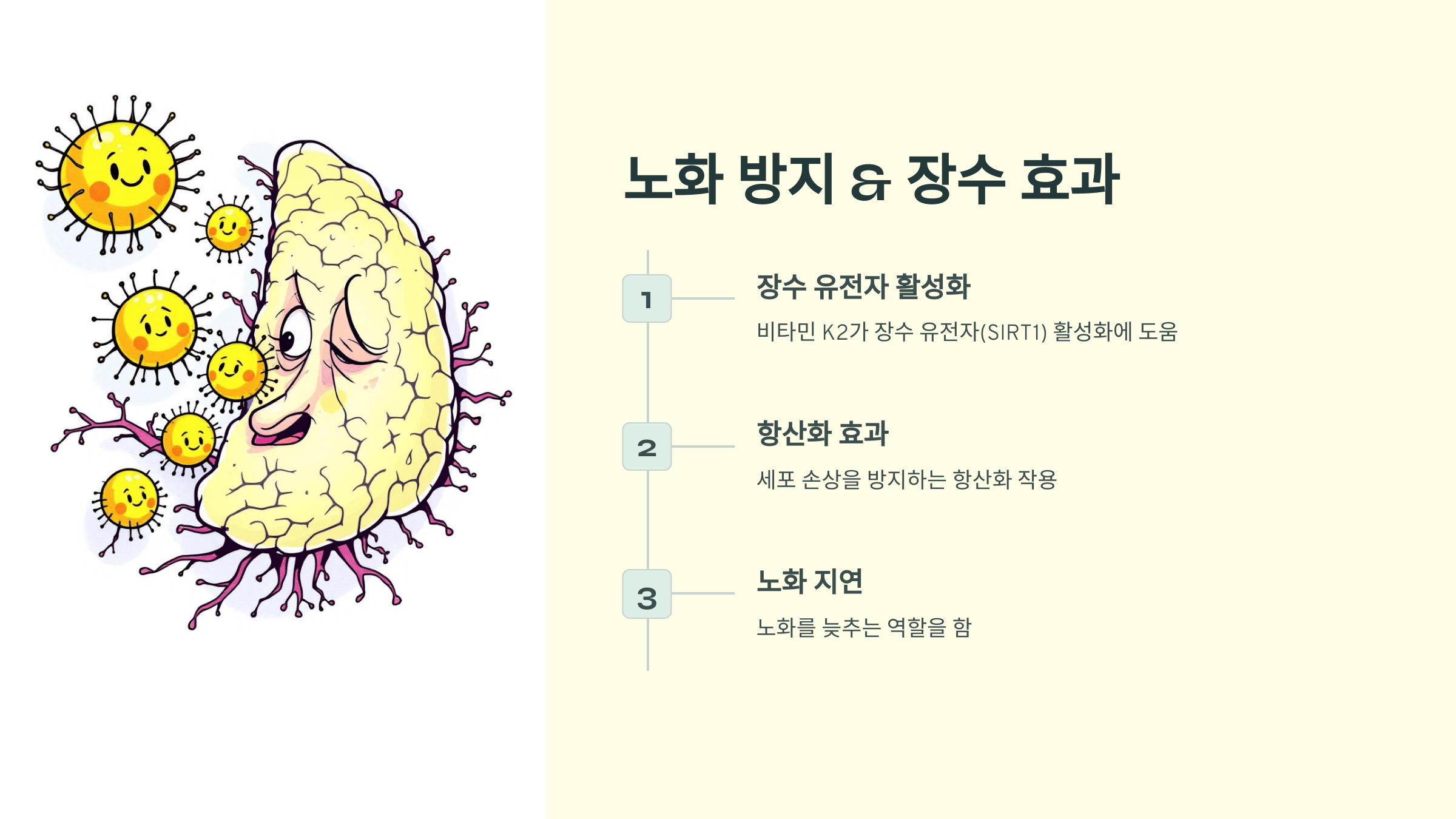 비타민K2와 관련된 사진입니다.