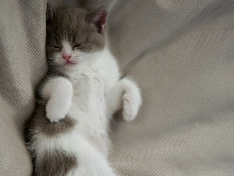 잠들어있는 새끼 고양이