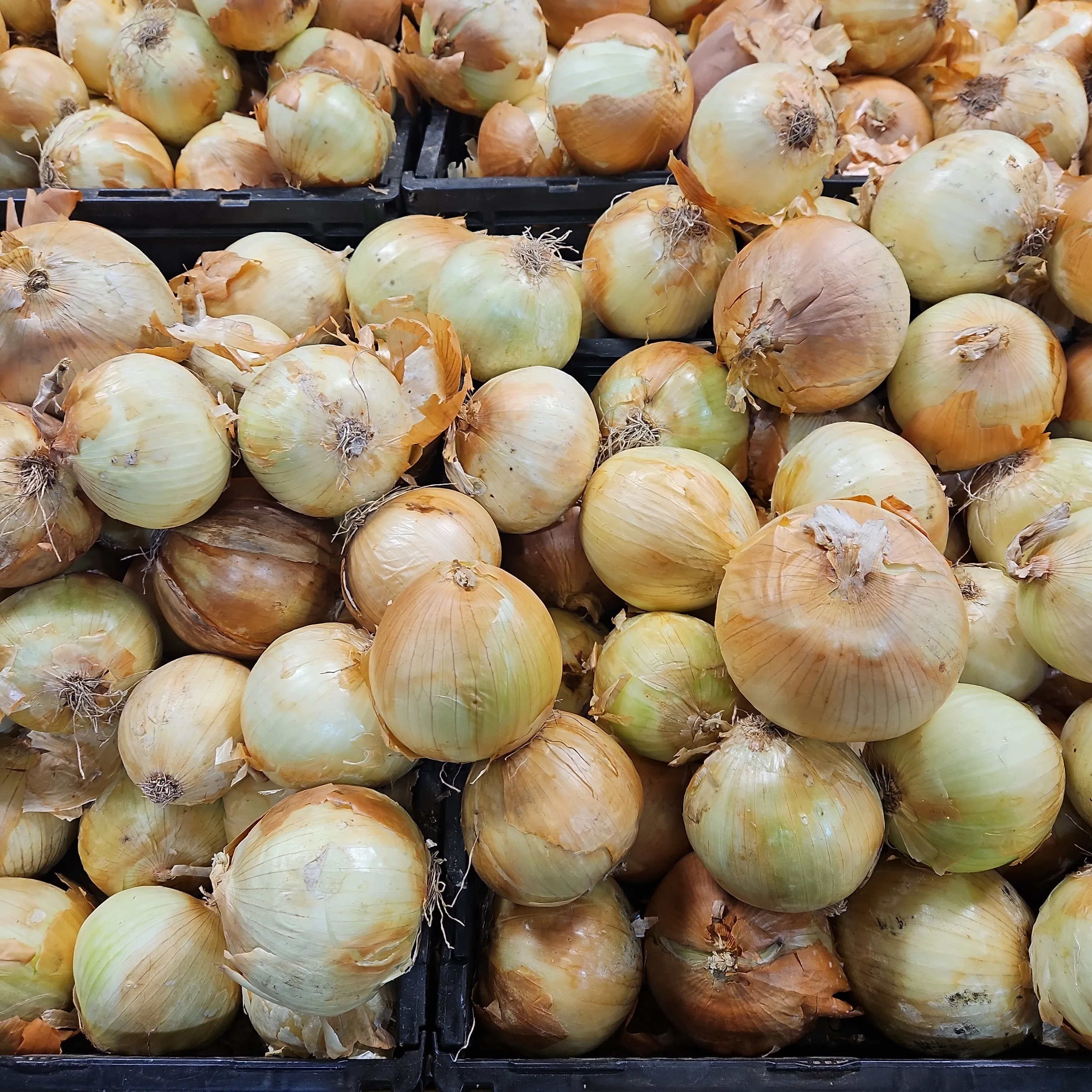 양파 보관법 양파 오래 보관법 3가지 방법_1