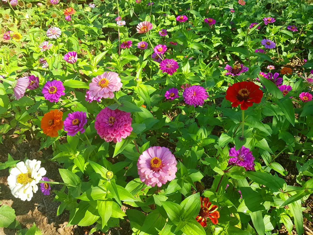 [당일치기 추천] 태안 가을꽃박람회 코리아플라워파크 행사정보 및 주차장 안내