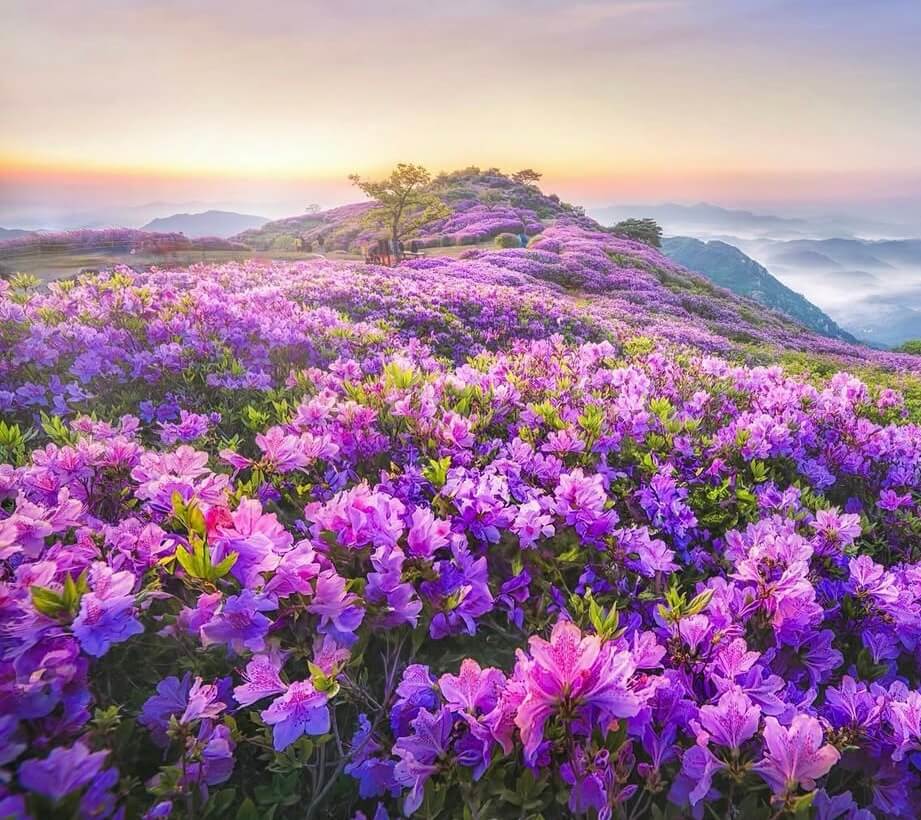 황매산 철쭉제 관련사진