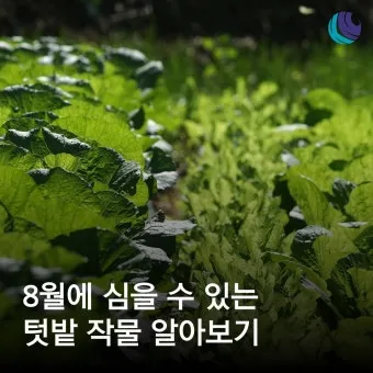 8월에 심는 밭작물 모종 채소 재배법 알아보기_18