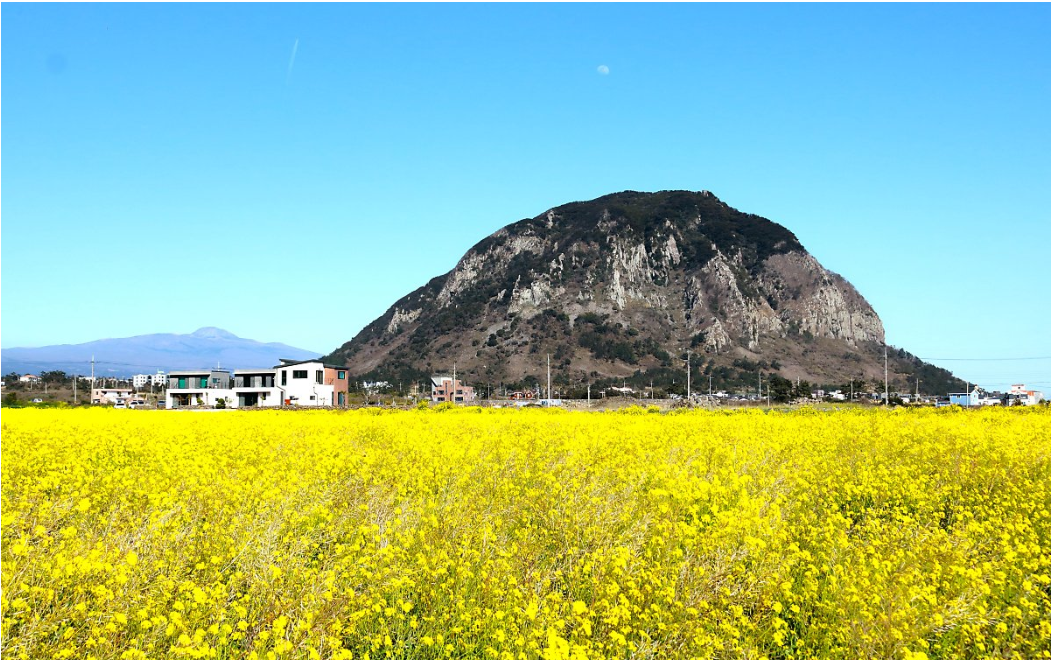 유채꽃 개화시기.유채꽃 명소.2023년안내