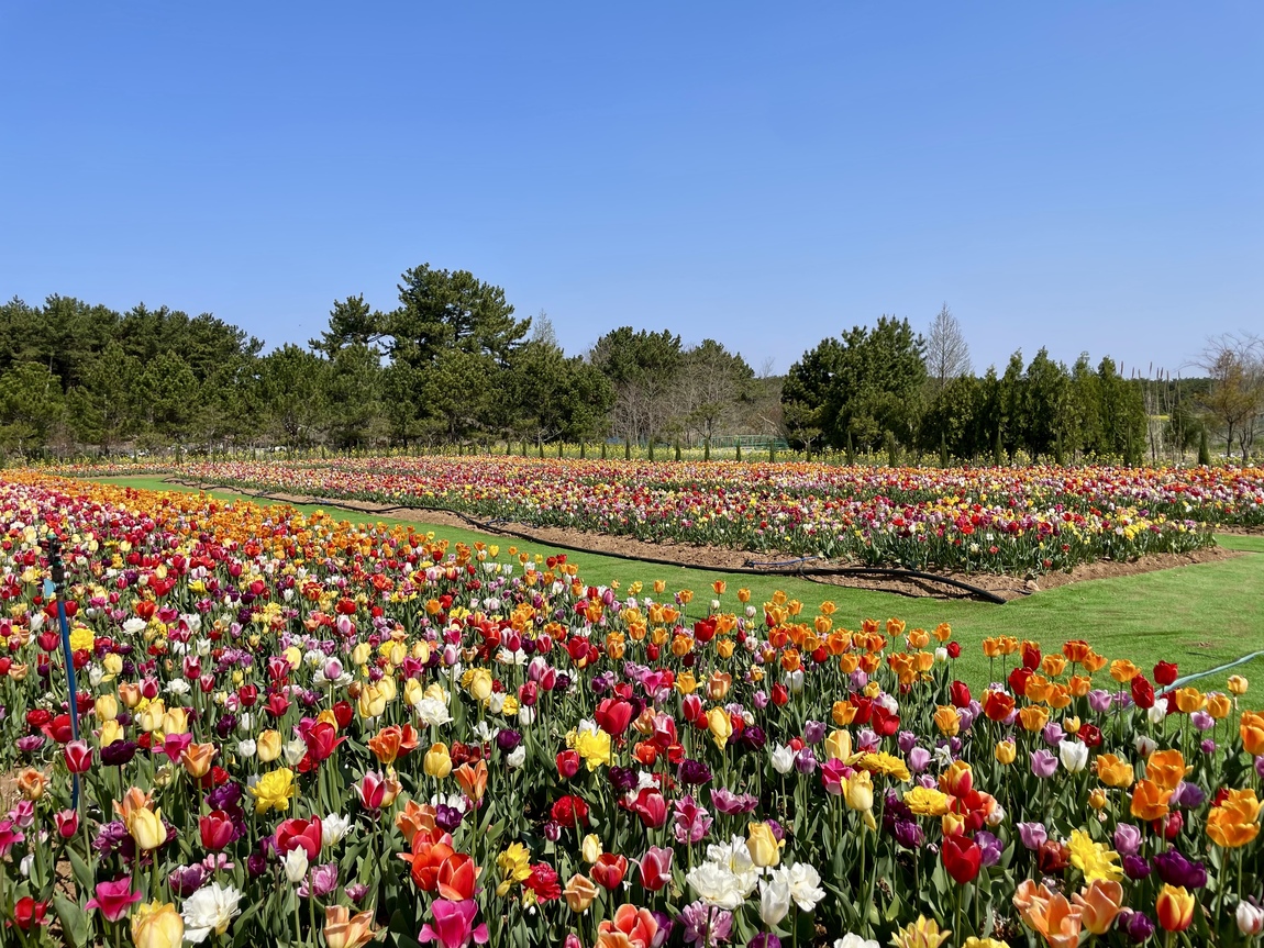 2025 태안 봄꽃 정원 기본정보