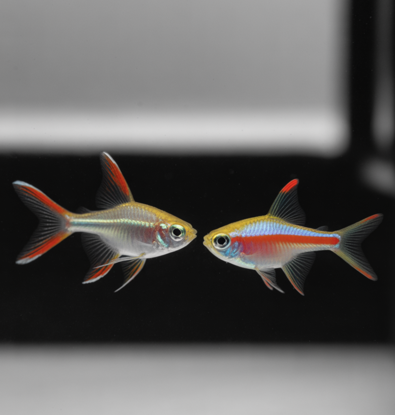 카디널테트라 키우기 A to Z (어항, 먹이, 수질 관리)