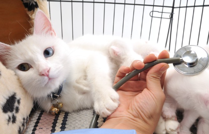 누워있는 하얀 고양이.