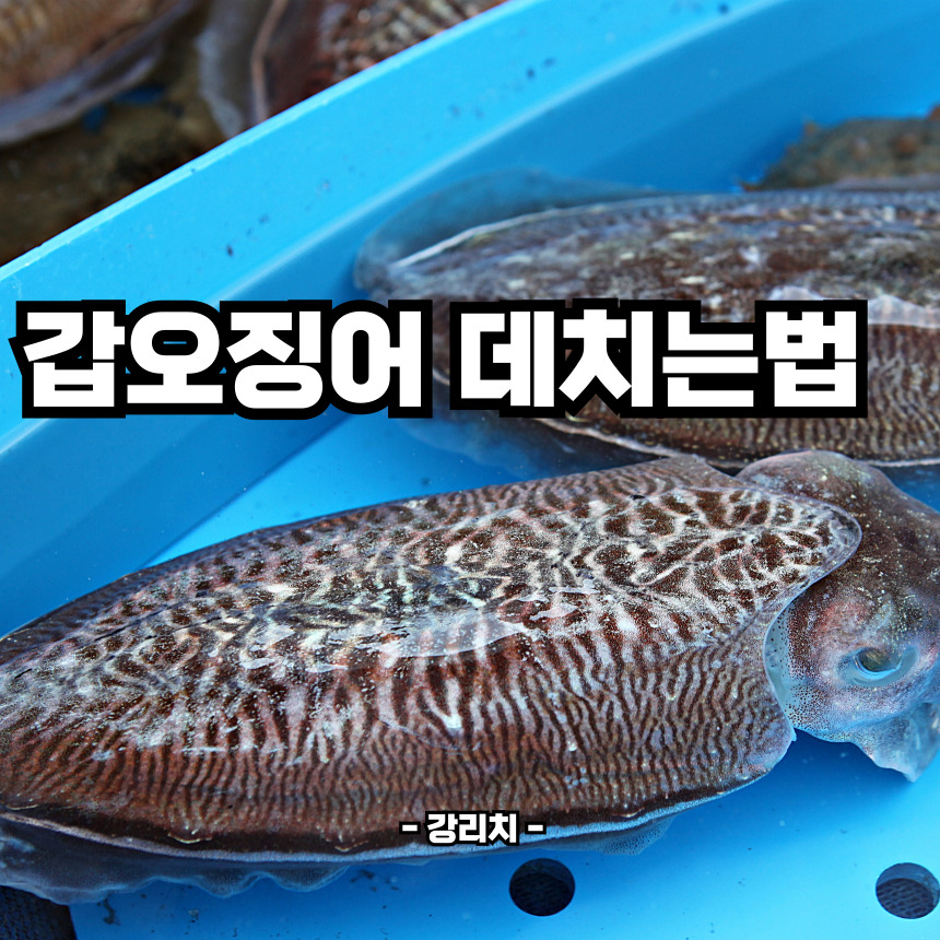 갑오징어 데치는법