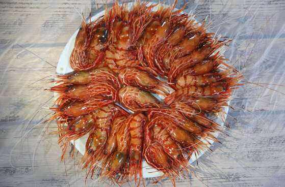 독도의날-독도는우리땅바뀐가사-독도새우