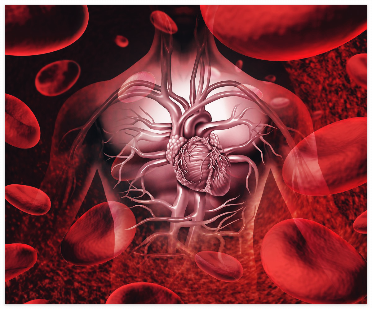 콘드로이친 효능