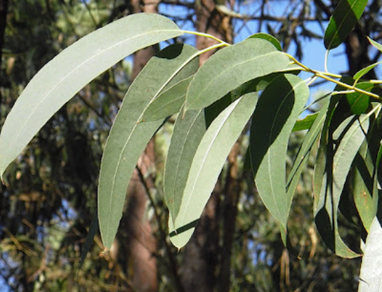 유칼립투스 Eucalyptus