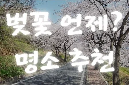 벚꽃 명소
