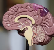 포스파티딜 세린 효능 음식 추천 부작용