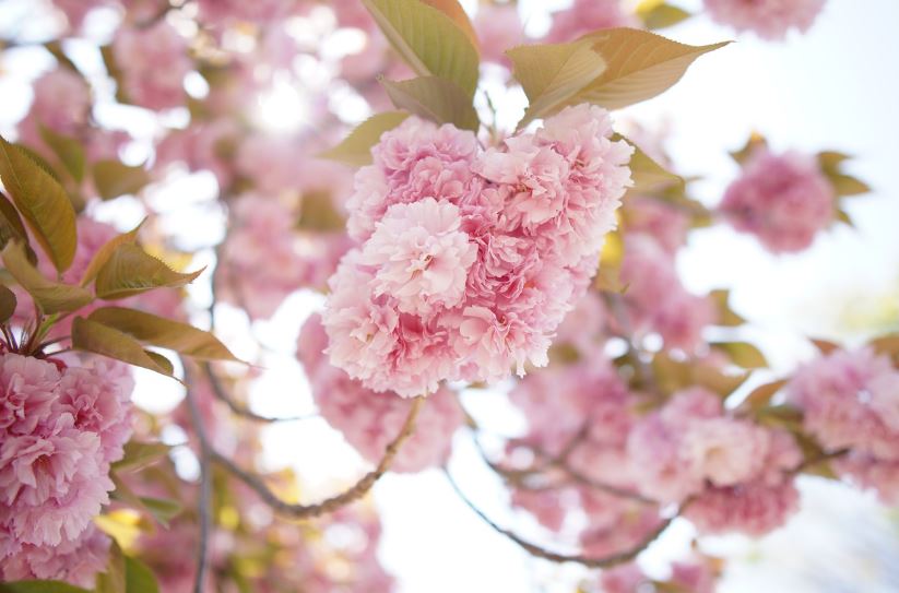 진해군항제 벚꽃축제 일정 및 행사안내