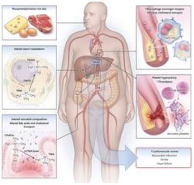미생물이 우리 몸에 주는 영향
