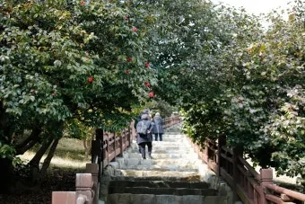 서천 마량리 동백나무 숲 개화 코스_14