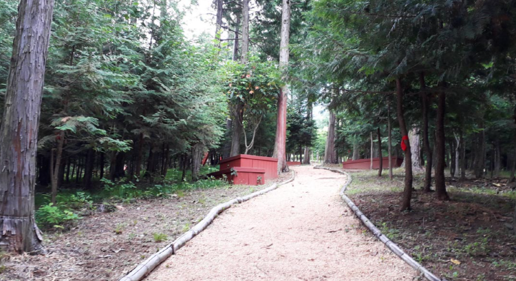 장흥 우드랜드 편백숲