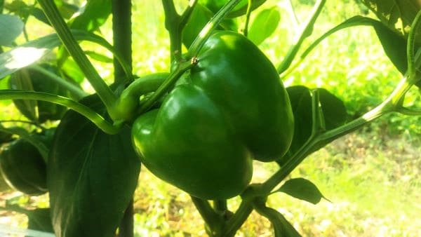 파프리카-착색단고추-생육특성-개화특성-작형별-재배시기