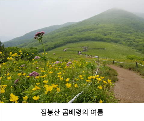 점봉산 곰배령 탐방예약 꿀팁(선착순) 코스안내