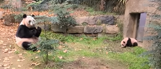 처음 바깥 구경나온 푸바오