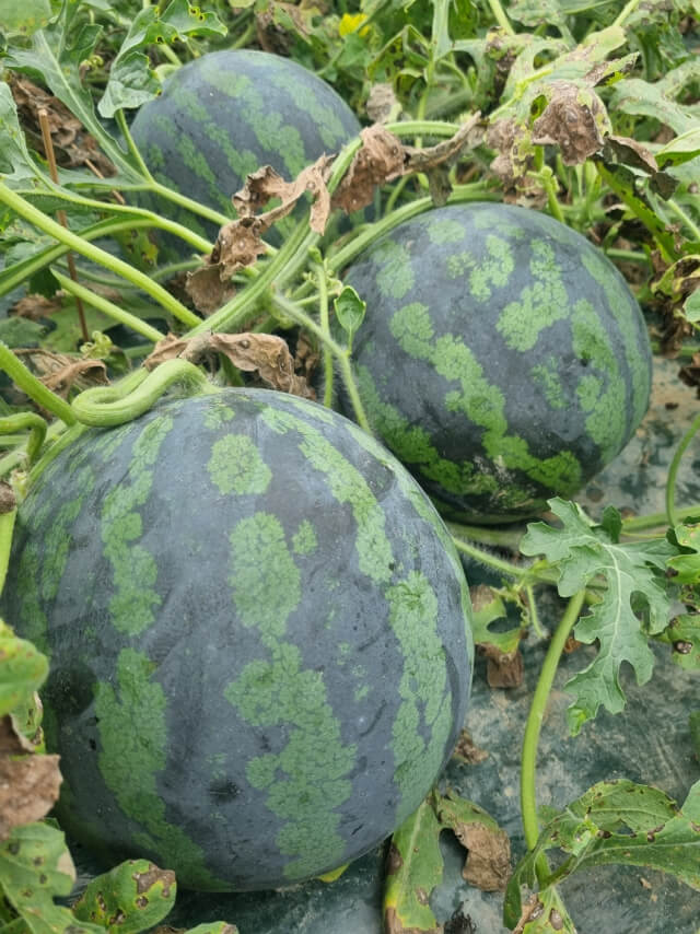 2025 함안 수박 축제 일정 프로그램 장소