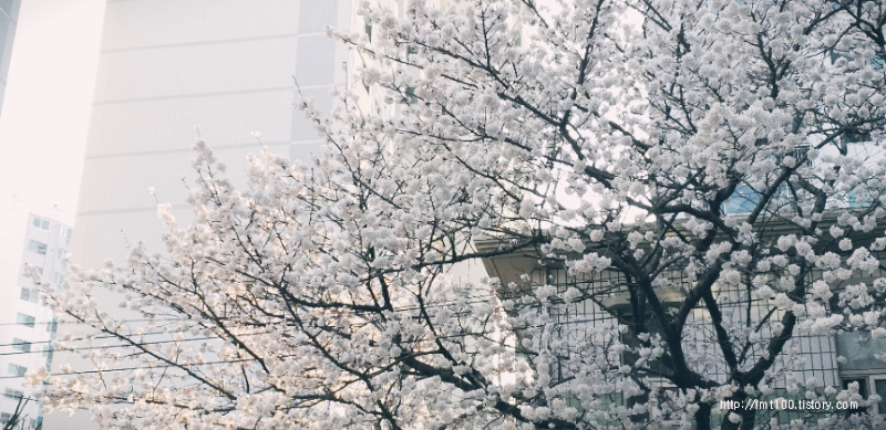 온천천 벚꽃