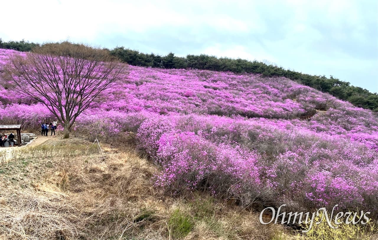 [4월 축제]화왕산 진달래❘4월 둘째주 주말 개화 상황, 방문 후기, 교통편, 맛집