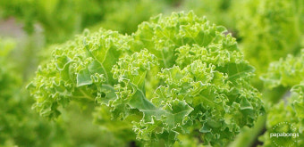 컬리케일 효능과 제품별 활용법(+씨앗, 파우더 )