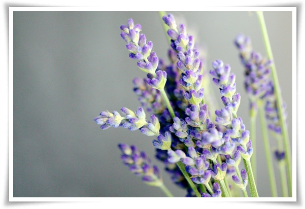 "라벤더" 향긋한 보랏빛 유혹, 자연이 선물하는 힐링과 영감의 향기!