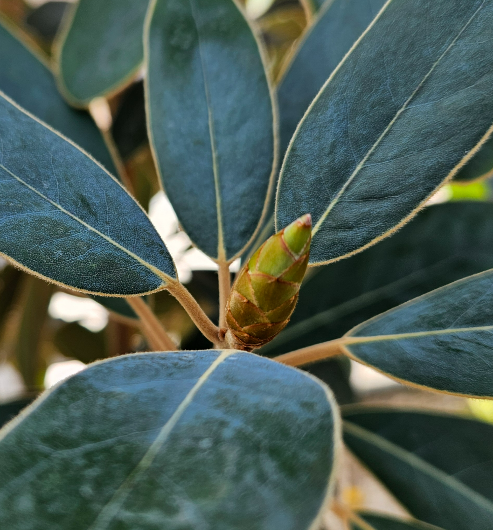 까마귀쪽나무 겨울눈