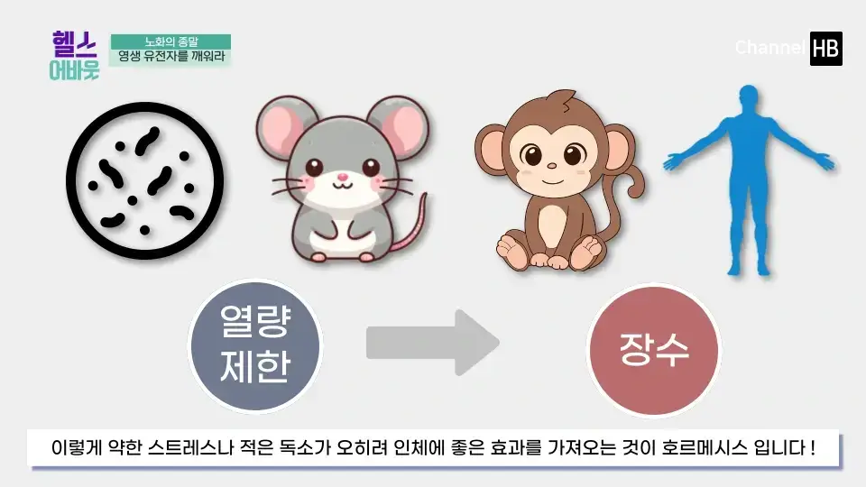 일본 NMN 영양제