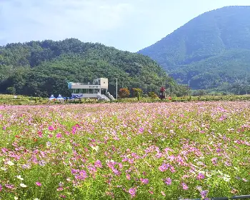 하동 북천 코스모스 메밀꽃 축제_30