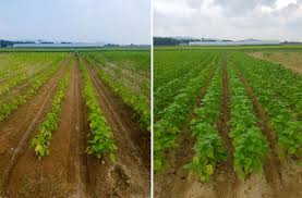 들깨 파종 시기, 이대로만 하면 풍성한 수확!