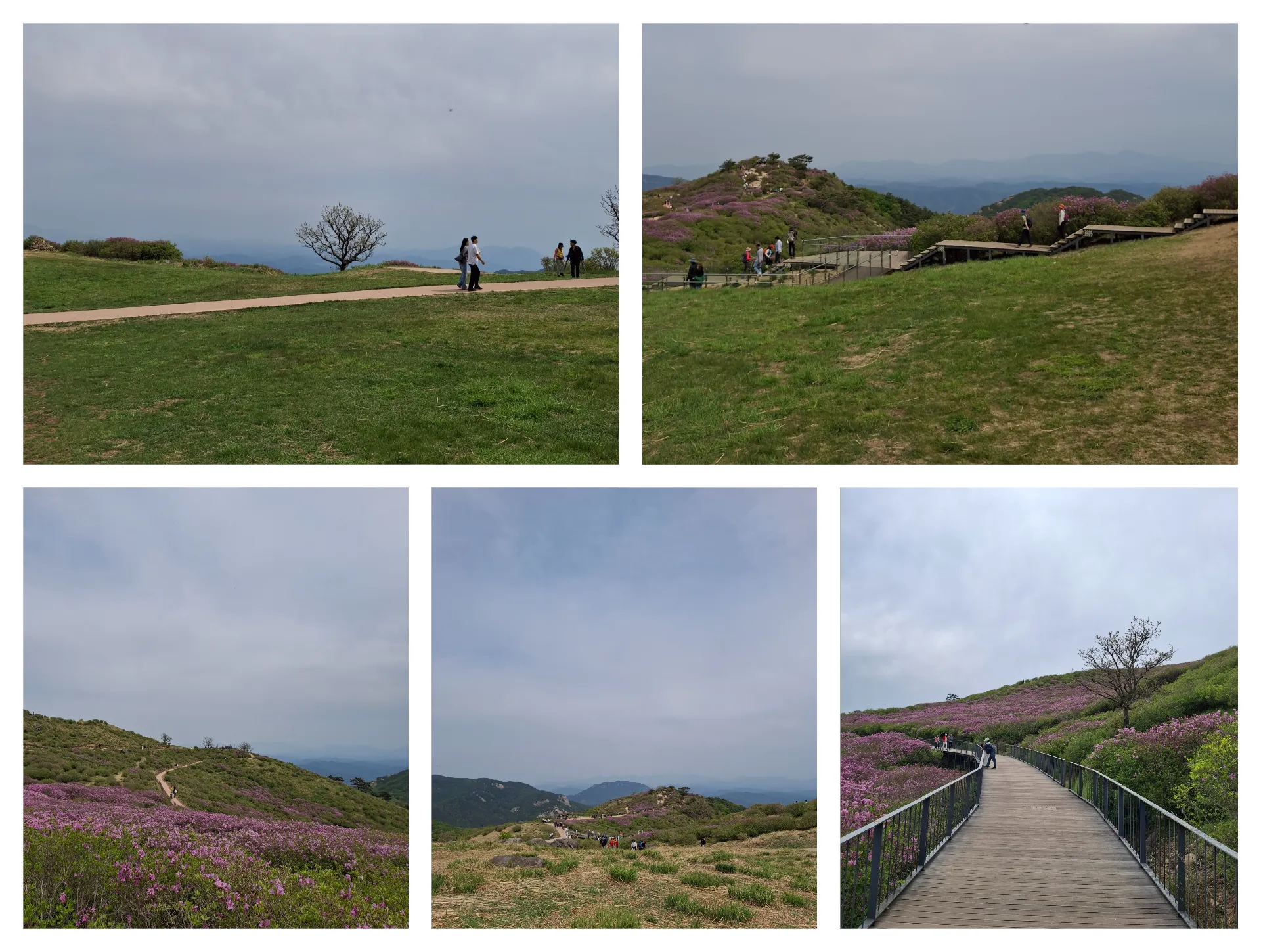 봄 황매산
