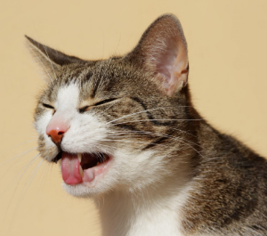 고양이가 토하는 이유