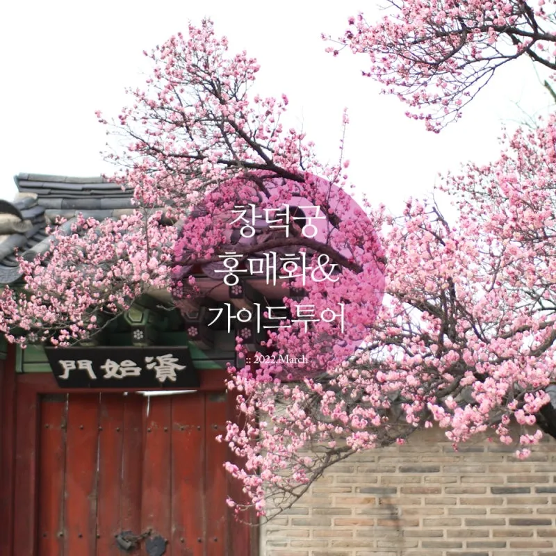 창덕궁 만첩홍매화 개화시기 명소_3