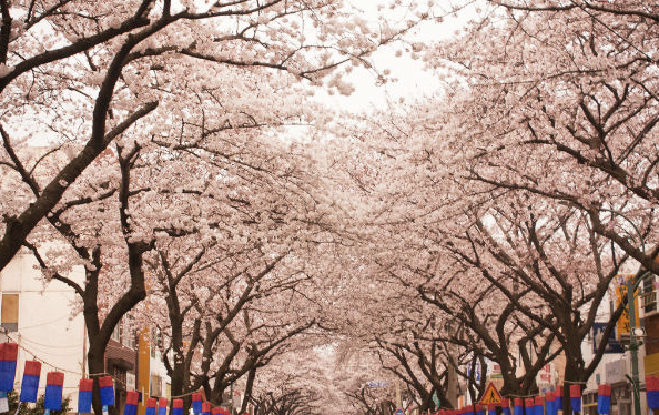 제주 전농로 벚꽃