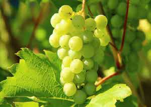 다이어트 식단 추천