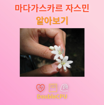 마다가스카르 자스민 꽃말 및 탐구