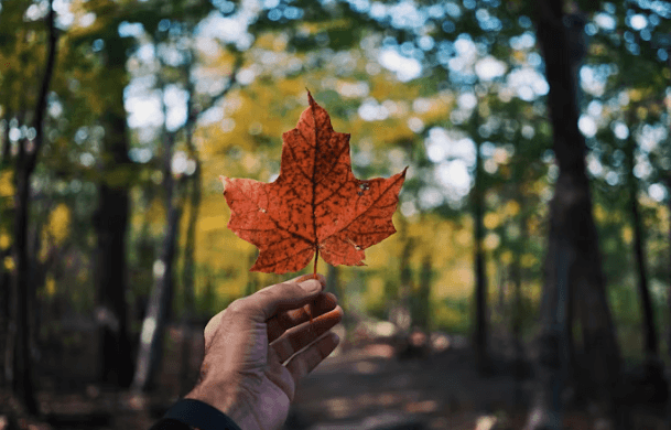 캐나다 워킹홀리데이 완벽 가이드: 비자부터 정착까지