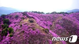고려산 진달래축제