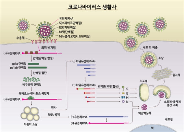 코로나19 변이(BA.2.86) 돌연변이 30개 더 많다