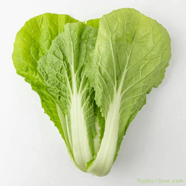 얼갈이배추 고르는 법