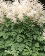 눈개승마 재배법